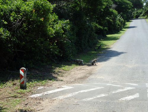 Speedbump and Vervet Monkeys.
